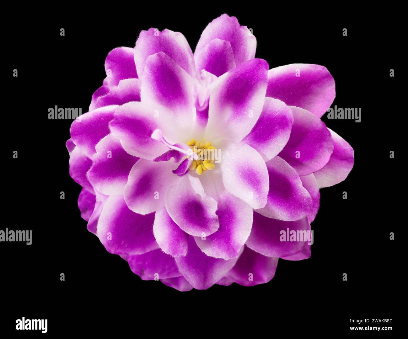 Purple pink violet with petals and stamen on black isolated background. View from above Stock Photo