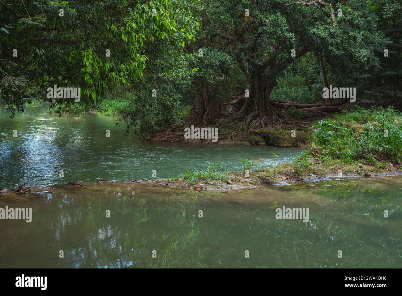 Tranquil tropical landscape in evening. Muak Lek River and banyan trees with bizarre roots in Chet Sao Noi National Park, Thailand. Stock Photo