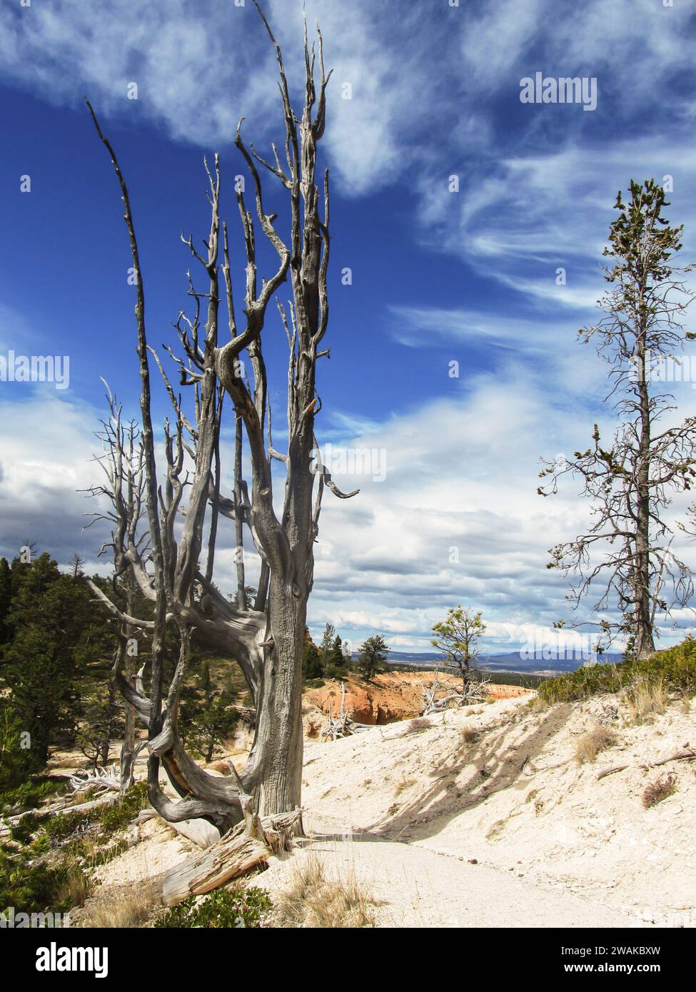 A dead tree and a bristlecone pine, next to the rim road in Bryce Canyon National Park in Utah Stock Photo