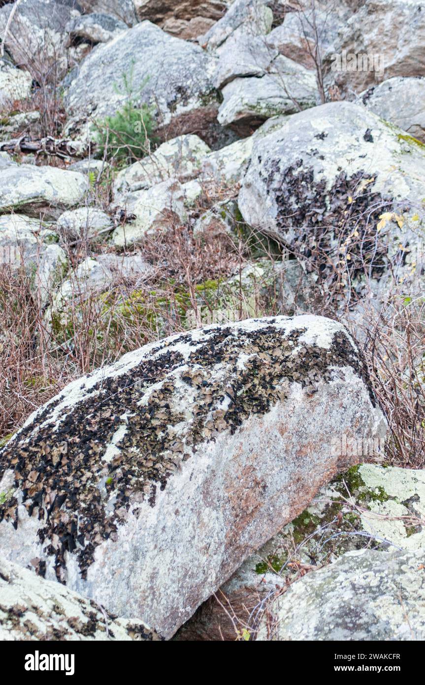Umbilicaria mammulata lichen, which produces a purple dye, growing on rocks in Shenandoah National Park, Virginia, USA. Stock Photo