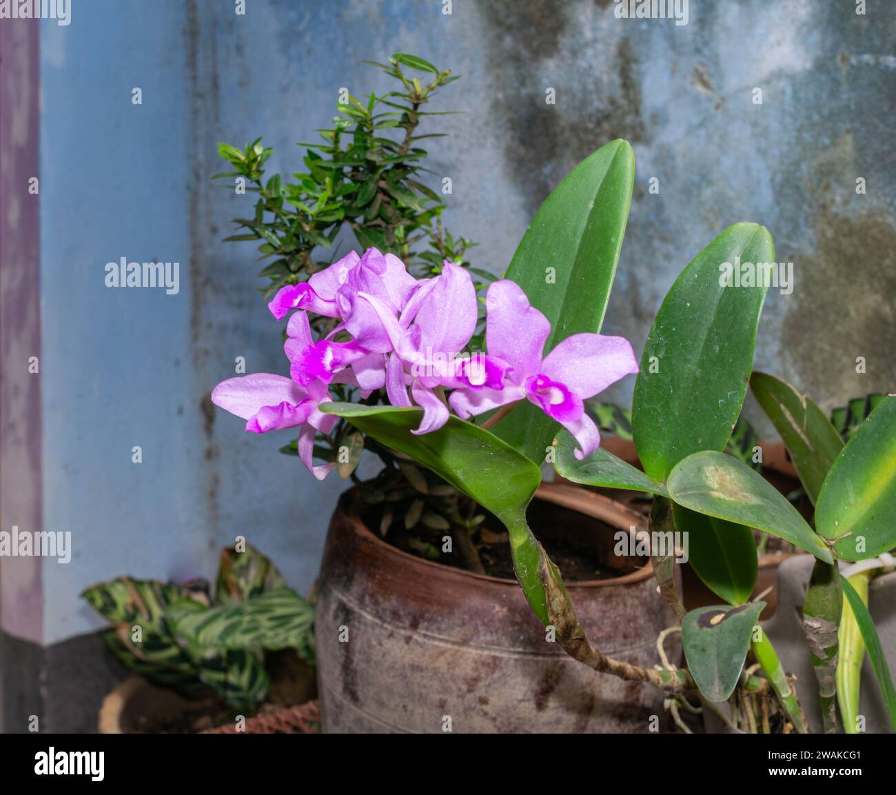 Guarianthe skinneri blooming in a Jinotega, Nicaragua, courtyard.  The plant is endangered in the wild,  One of the orchids used in hybrids. Stock Photo