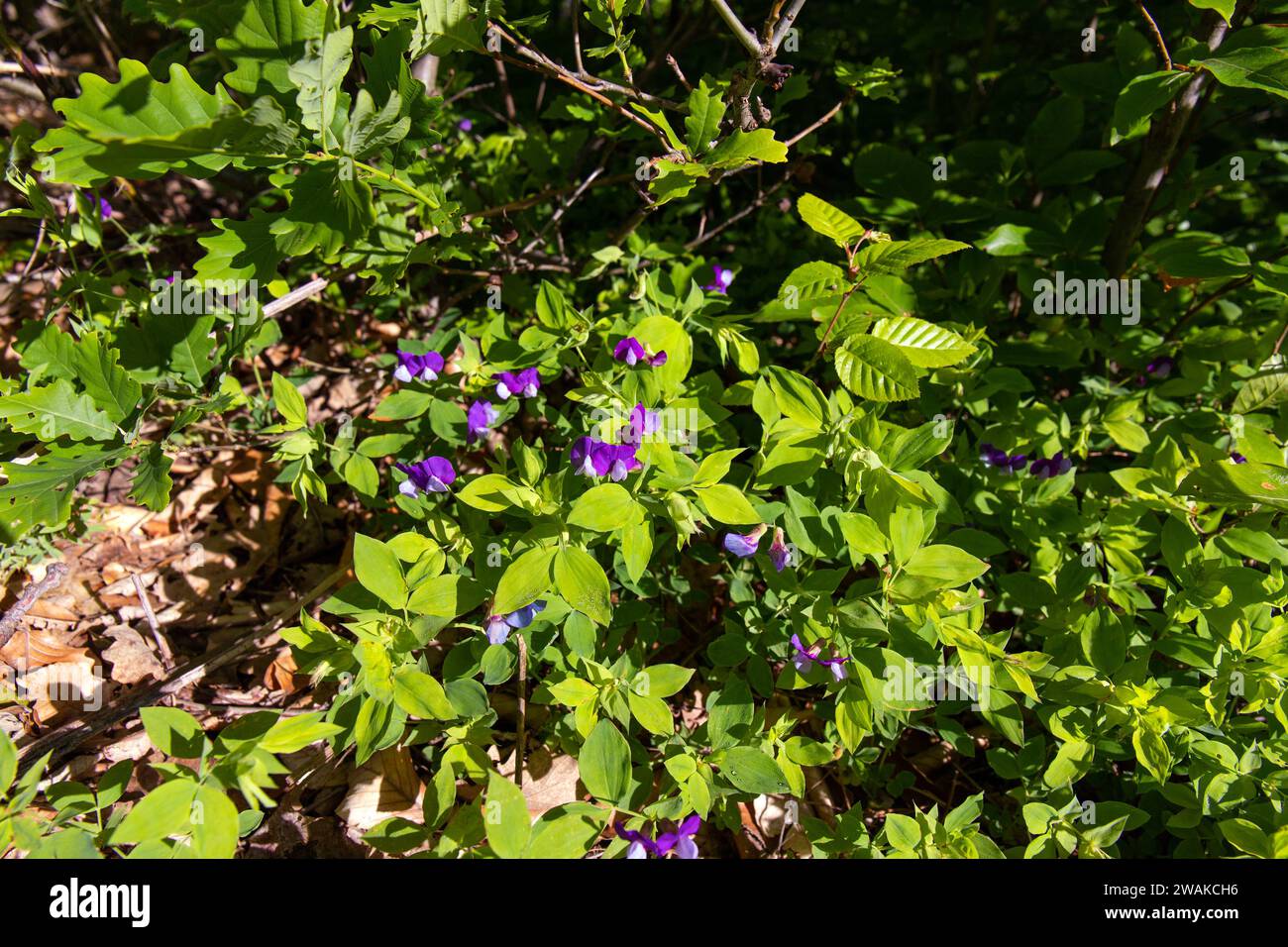 Beautiful forest small purple flowers. Stock Photo