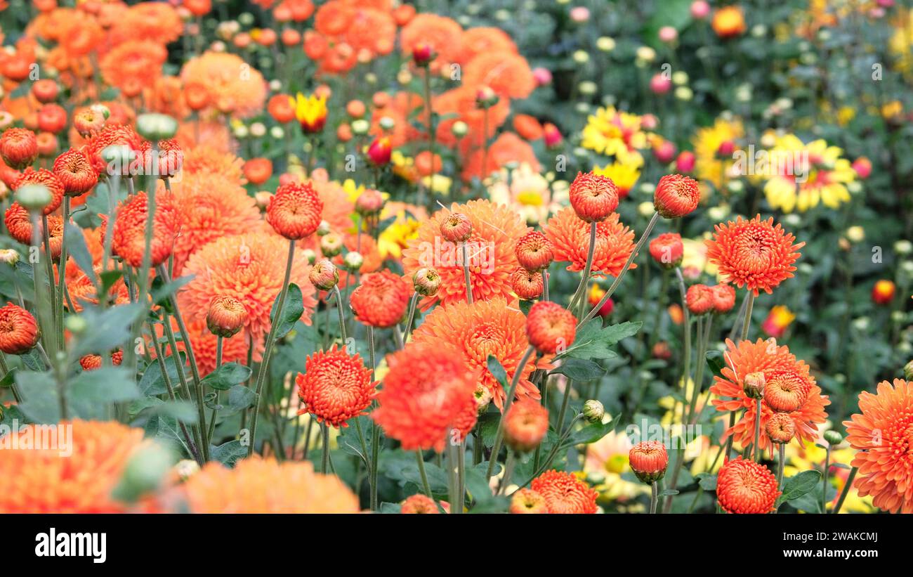 Chrysanthemums grow on a flower bed in a nursery. Orange floral background. Chrysanthemums and buds in garden. Stock Photo