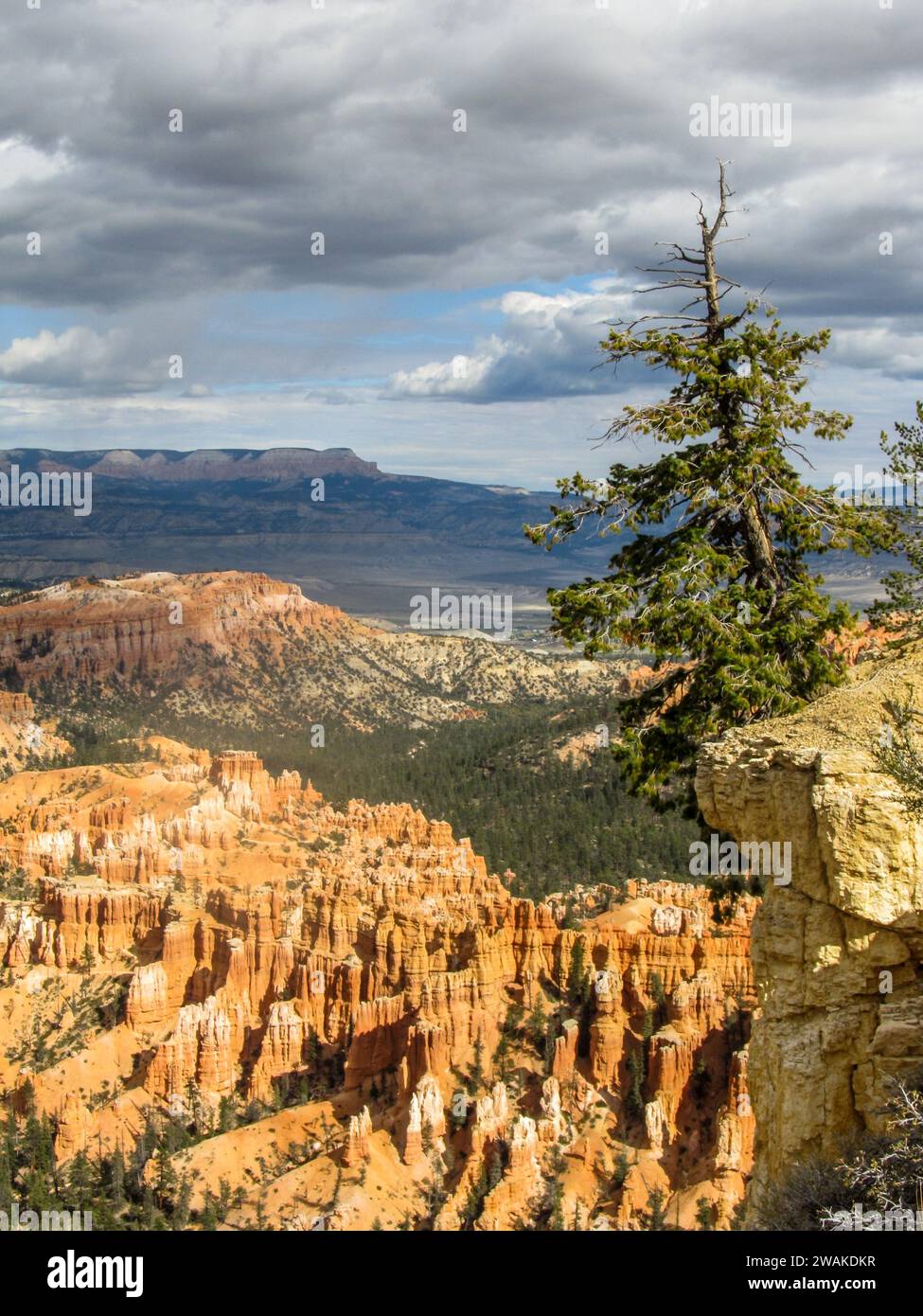 A weather-beaten Bristlecone pine on the edge of a cliff with the strange and mysterious hoodoo filled landscape of Bryce Canyon in the background Stock Photo