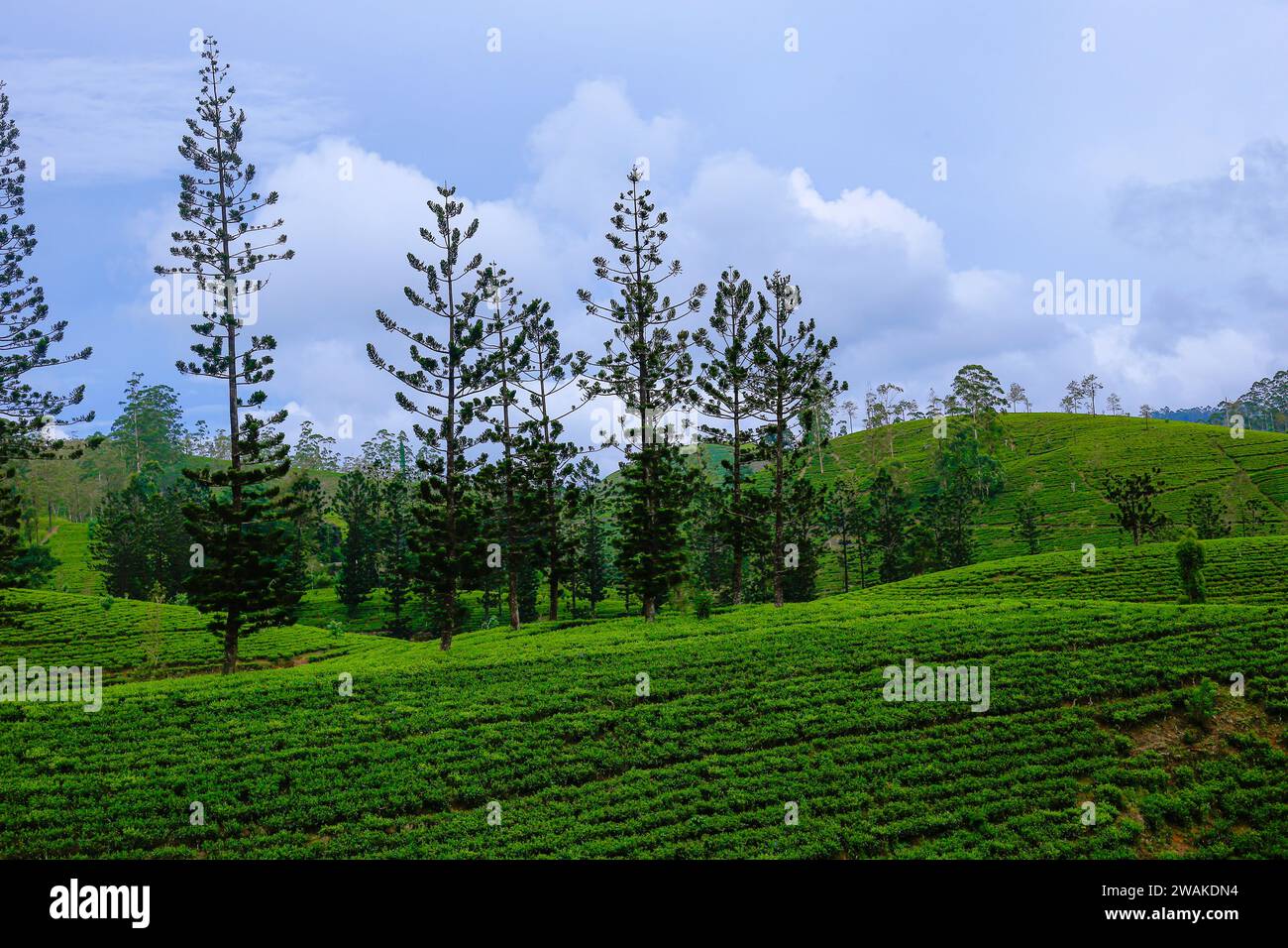 Pine trees are found growing between tea plantations in the highlands of Sri Lanka Stock Photo