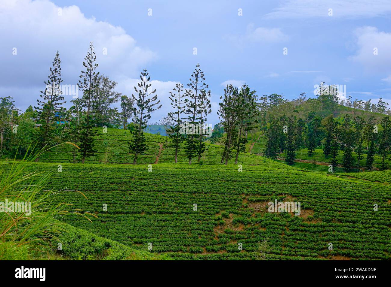 Pine trees are found growing between tea plantations in the highlands of Sri Lanka Stock Photo
