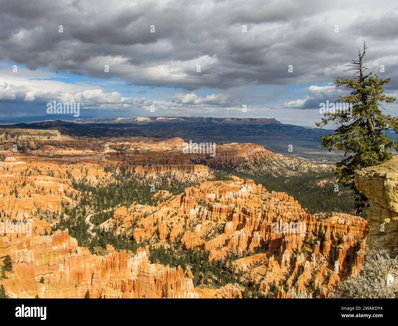 Hoodoos of Bryce canyon stretching into the distance, with a Bristlecone pine growing on the cliffs edge in the foreground. Stock Photo