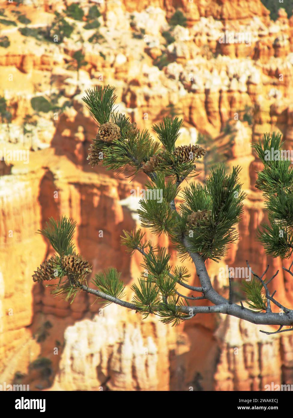 A limber pine tree branch against the vibrant colored limestone hoodoo’s of Bryce Canyon National park in Utah. Stock Photo