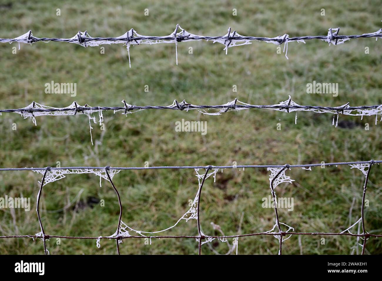 Frosted cobwebs on a wire fence. Stock Photo