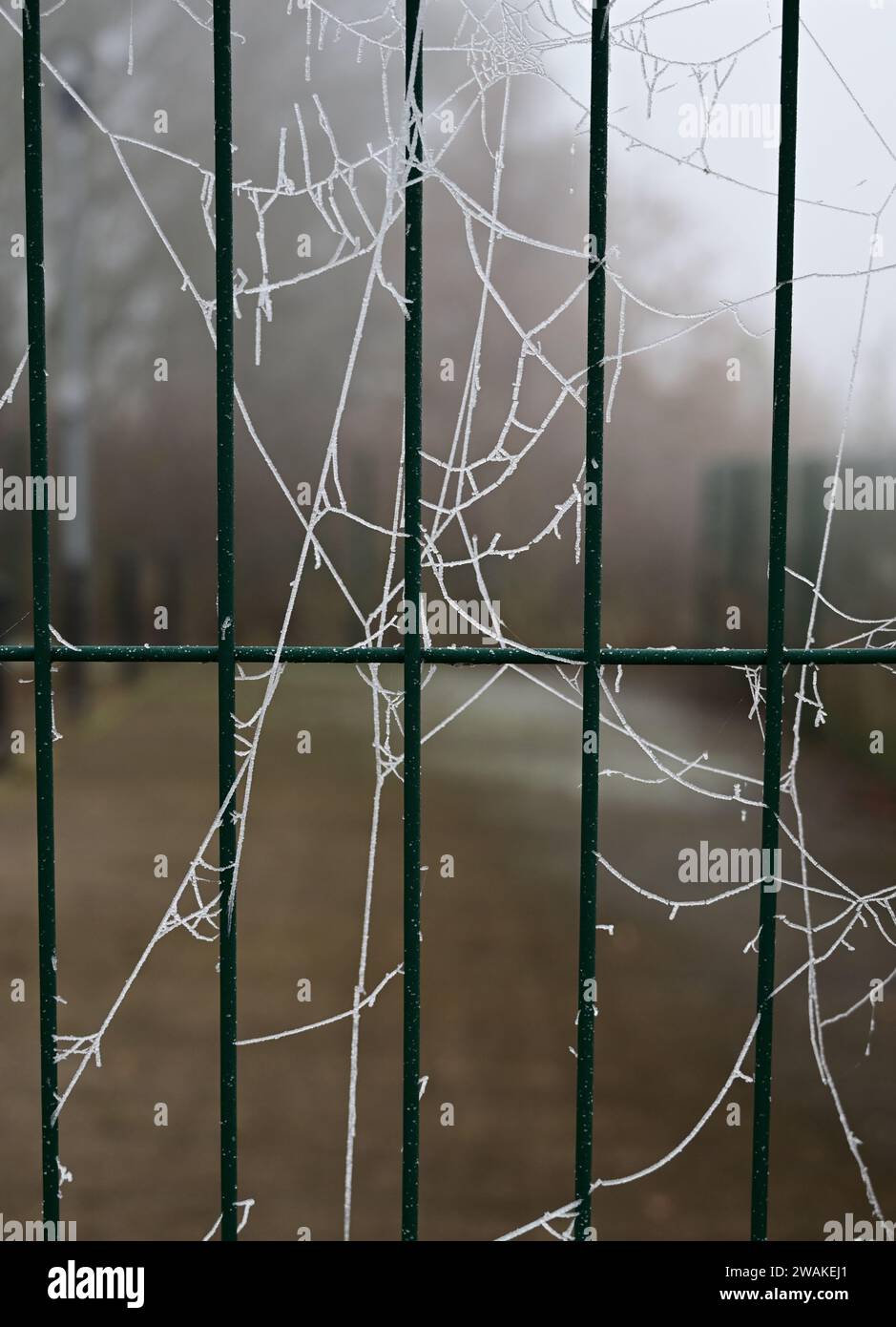 Frosted cobwebs on a metal gate. Stock Photo