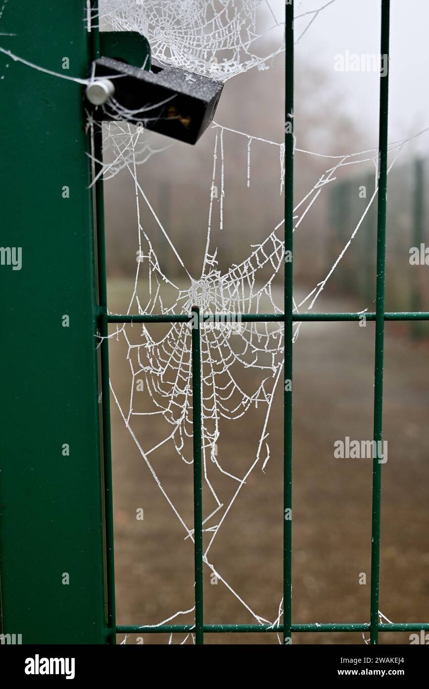 Frosted cobwebs on a metal gate. Stock Photo