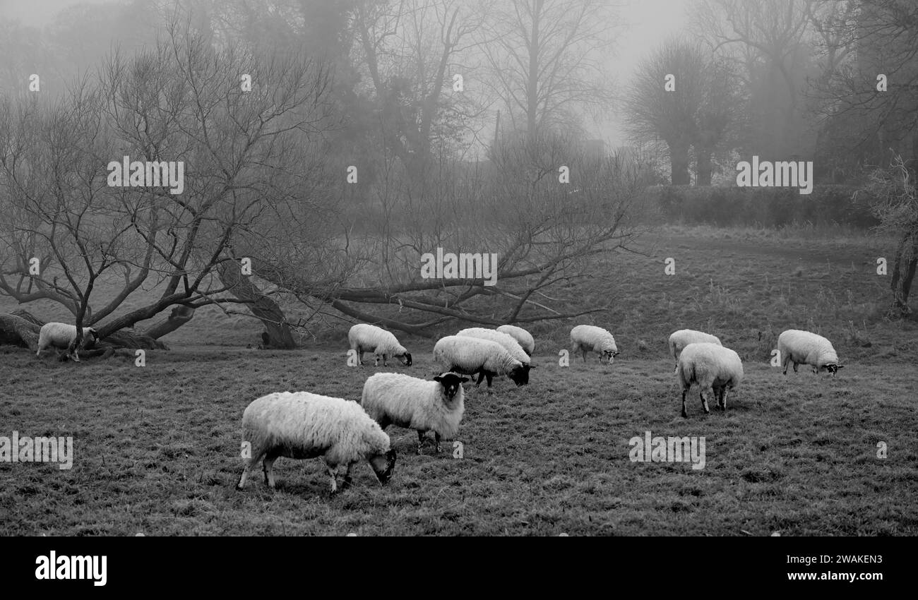 Frosted Sheep Black And White Stock Photos Images Alamy frosted-sheep-black-and-white-stock-photos-images-alamy
