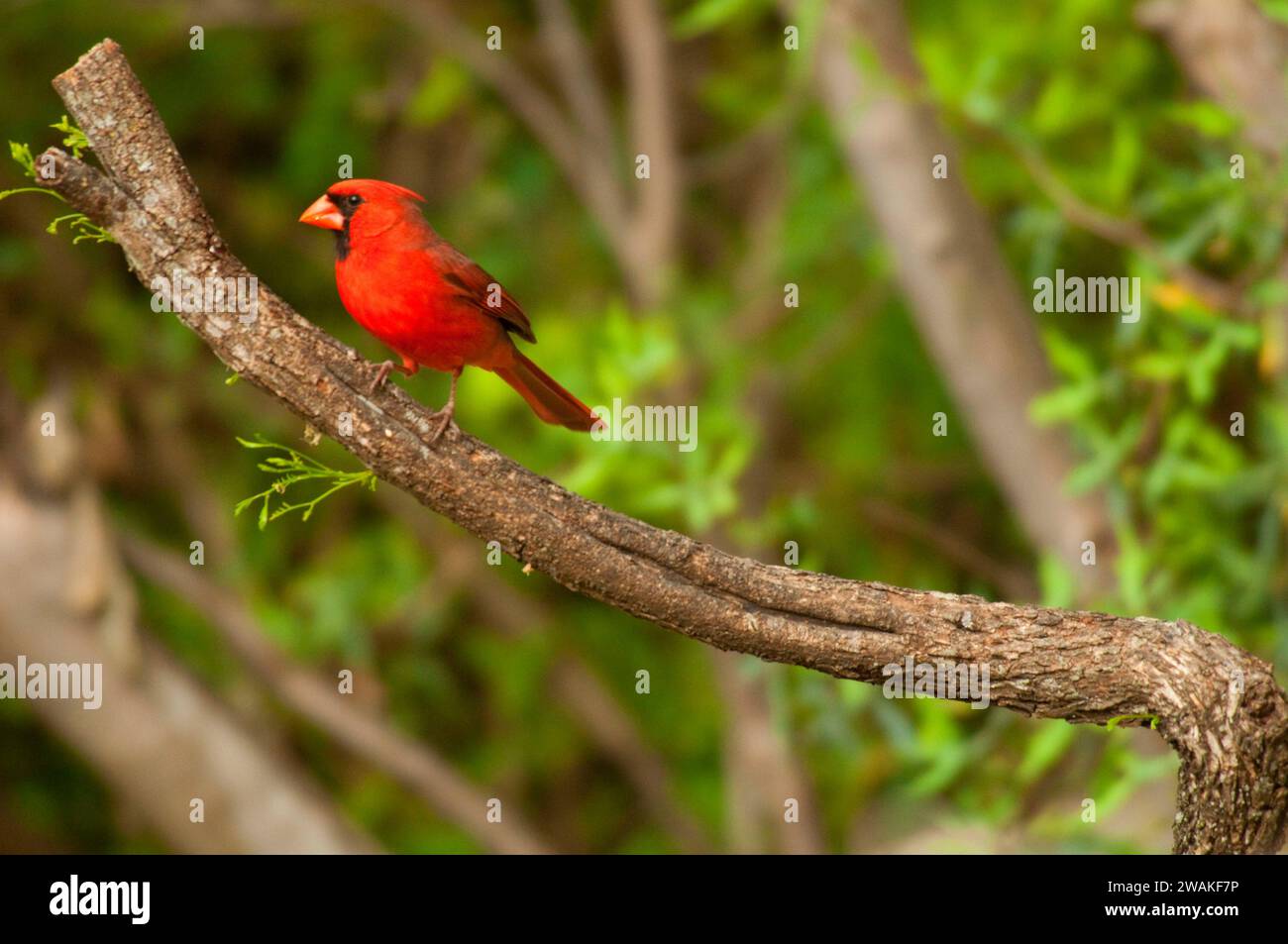 Northern cardinal (Cardinalis cardinalis), South Llano River State Park, Texas Stock Photo