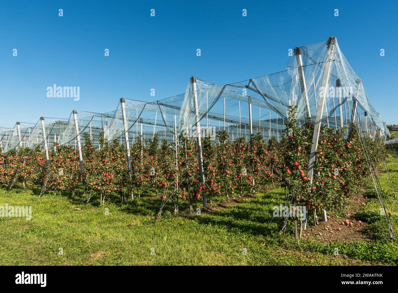 Apple orchard on Lake Constance with ripe, red apples (malus domestica), protected by a hail net, Kressbronn am Bodensee, Baden-Wuerttemberg, Germany Stock Photo