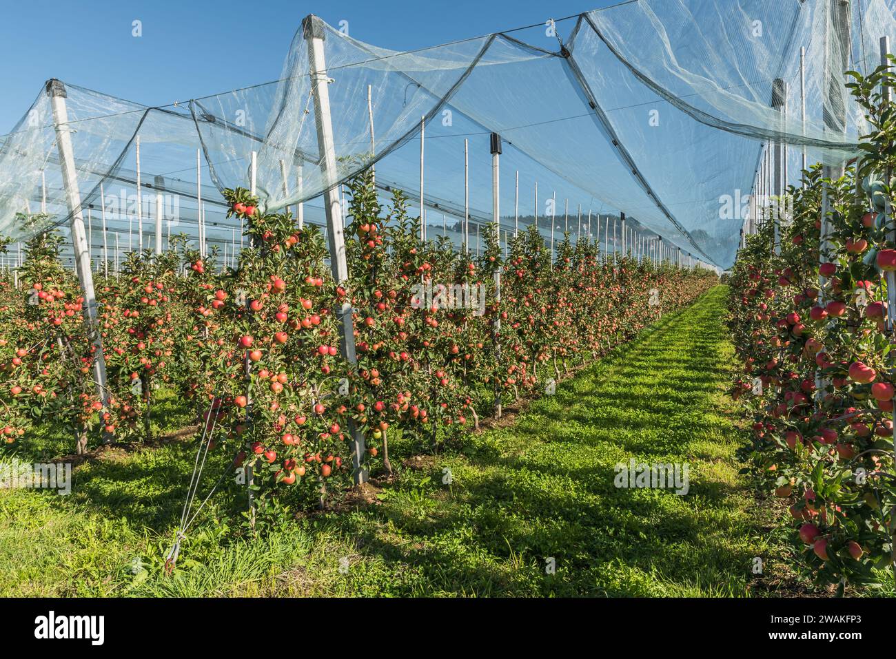 Apple orchard on Lake Constance with ripe, red apples (malus domestica), protected by a hail net, Kressbronn am Bodensee, Baden-Wuerttemberg, Germany Stock Photo