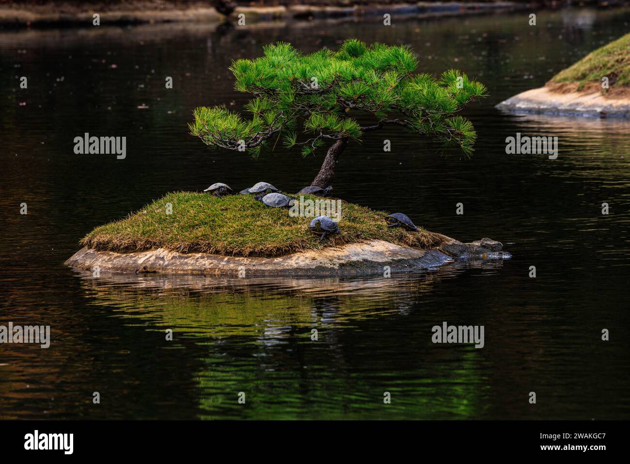 turtles bask in the sunshine on a miniature island under a bonsai tree and reflected in the mirror pond of shukkeien garden in hiroshima Stock Photo