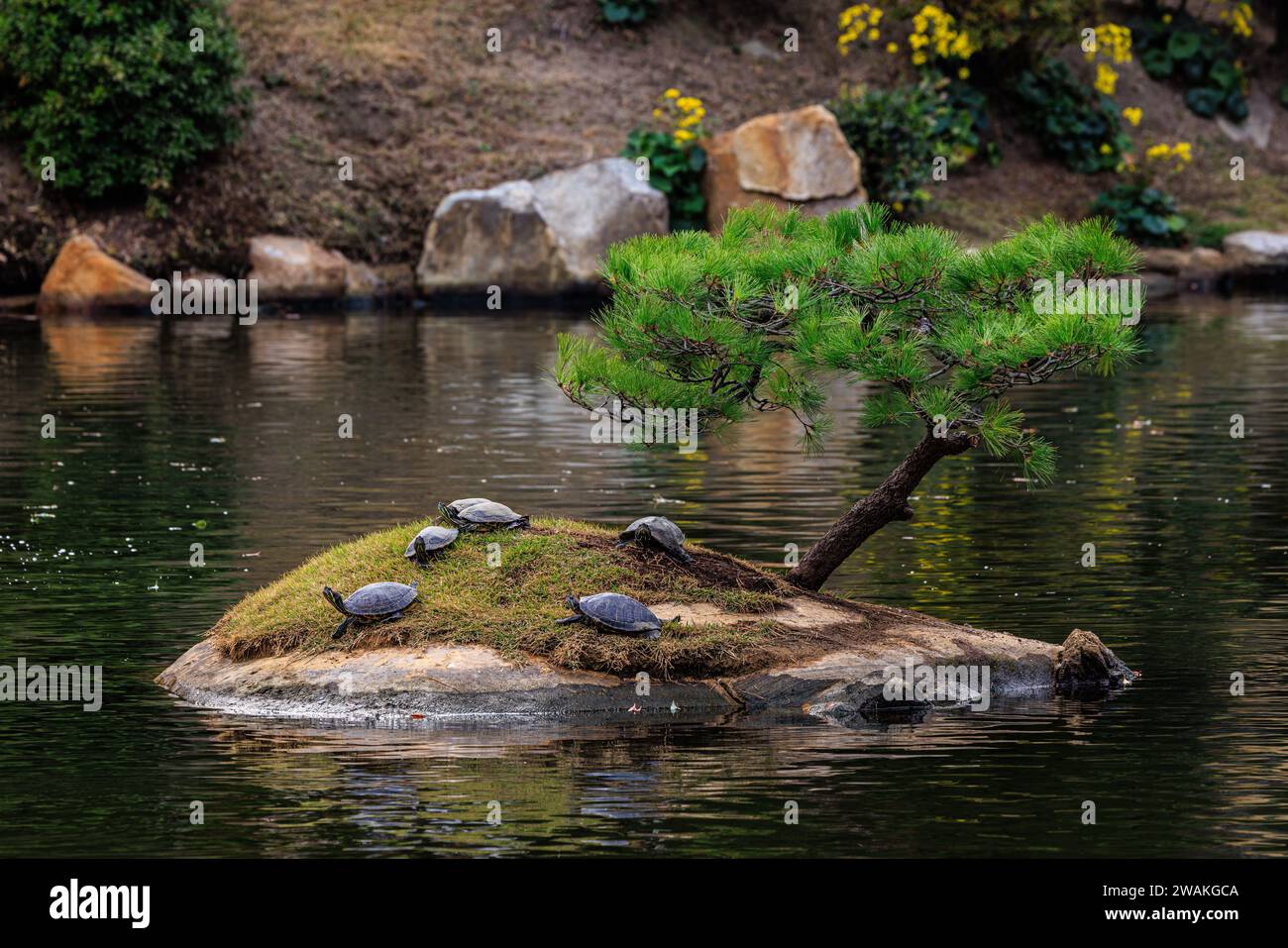 turtles bask in the sunshine on a miniature island under a bonsai tree and reflected in the mirror pond of shukkeien garden in hiroshima Stock Photo