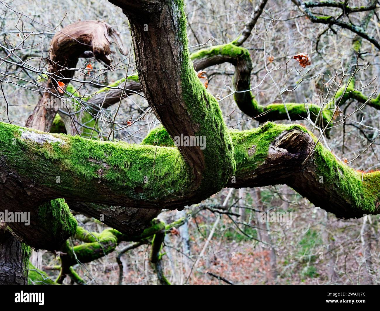 Mossy tree trunk by the River Derwent in Derwenthaugh Country Park Blaydon Gateshead England Stock Photo