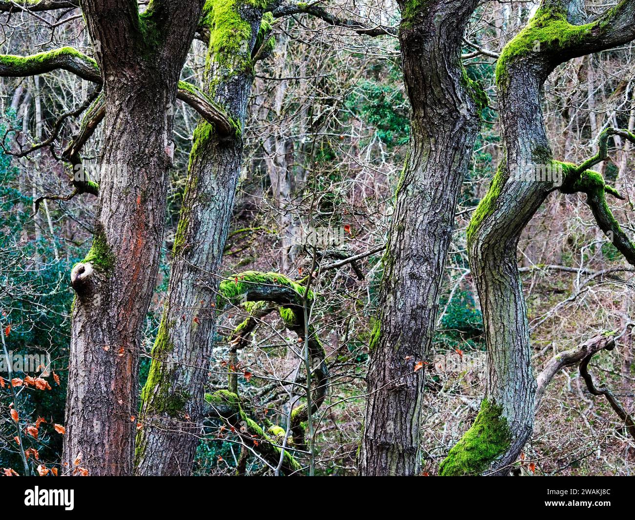 Mosst tree trunks in Derwenthaugh Country Park Blaydon Gateshead England Stock Photo
