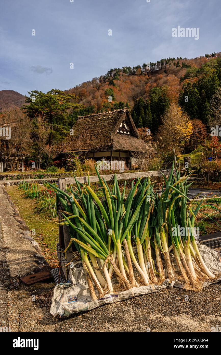 a row of giant leeks is stacked upright in front of gassho praying hands house in shirakawago with autumnal foliage Stock Photo