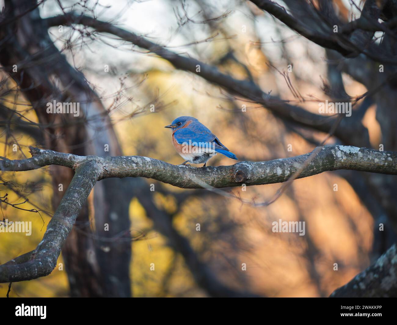 A cheerful bluebird perched atop a bright and sunny tree branch. Stock Photo