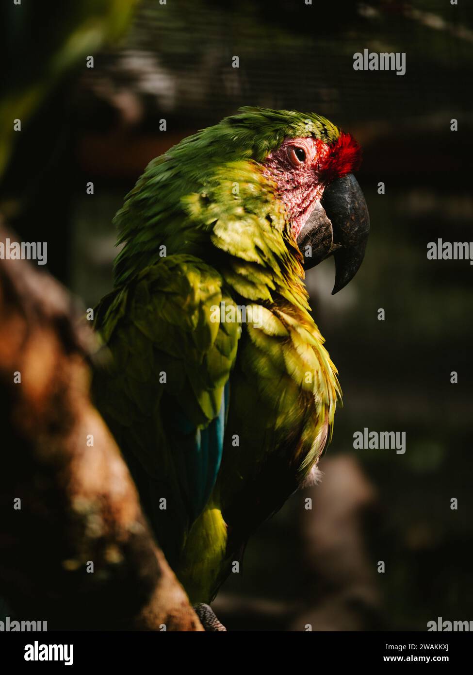 Parrot cage open hi-res stock photography and images - Alamy