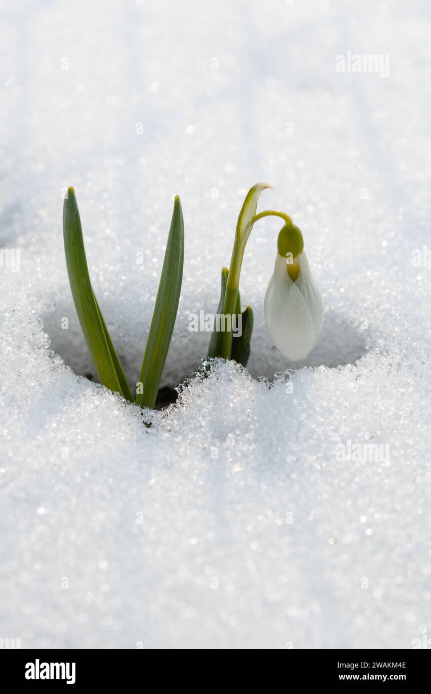 A Spring flower breaking through the snow in Germany Stock Photo