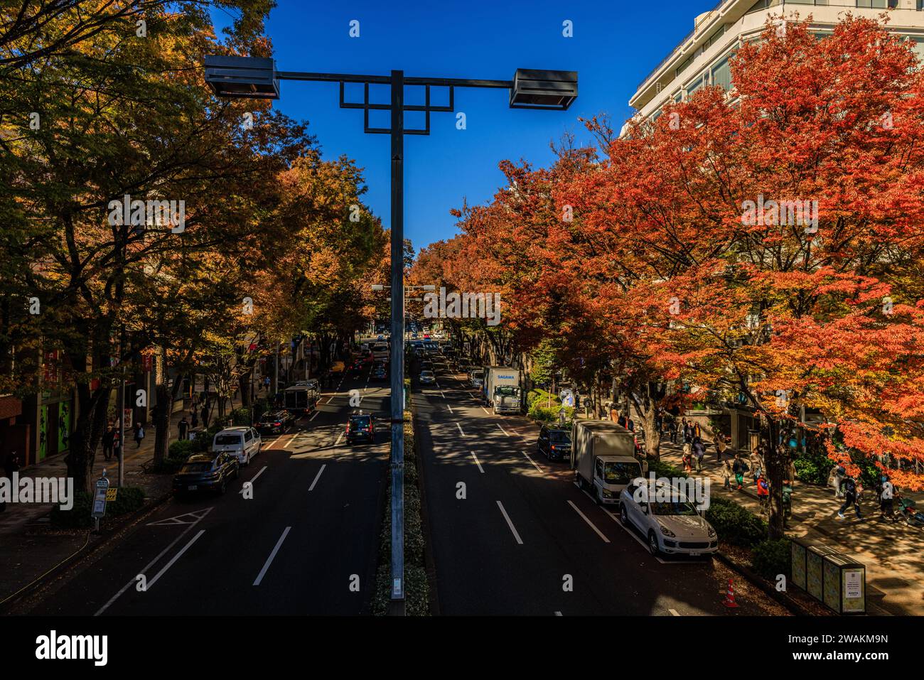 omotesando street lined with autumn colour on elm trees shading the upmarket fashion stores and cafes of the busy boulevard Stock Photo