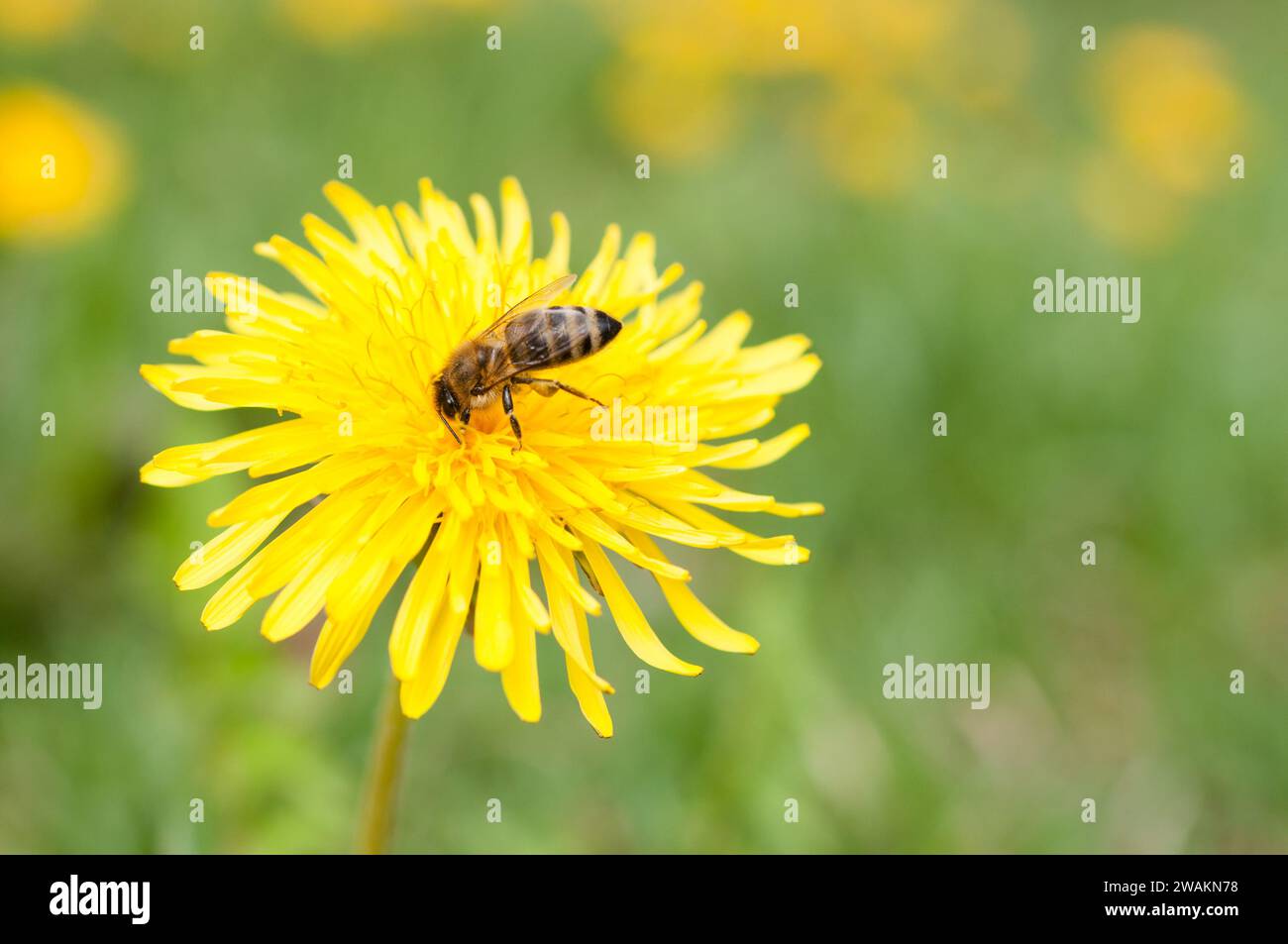 A Close up of a dandelion flower with a bee (Apis) Stock Photo