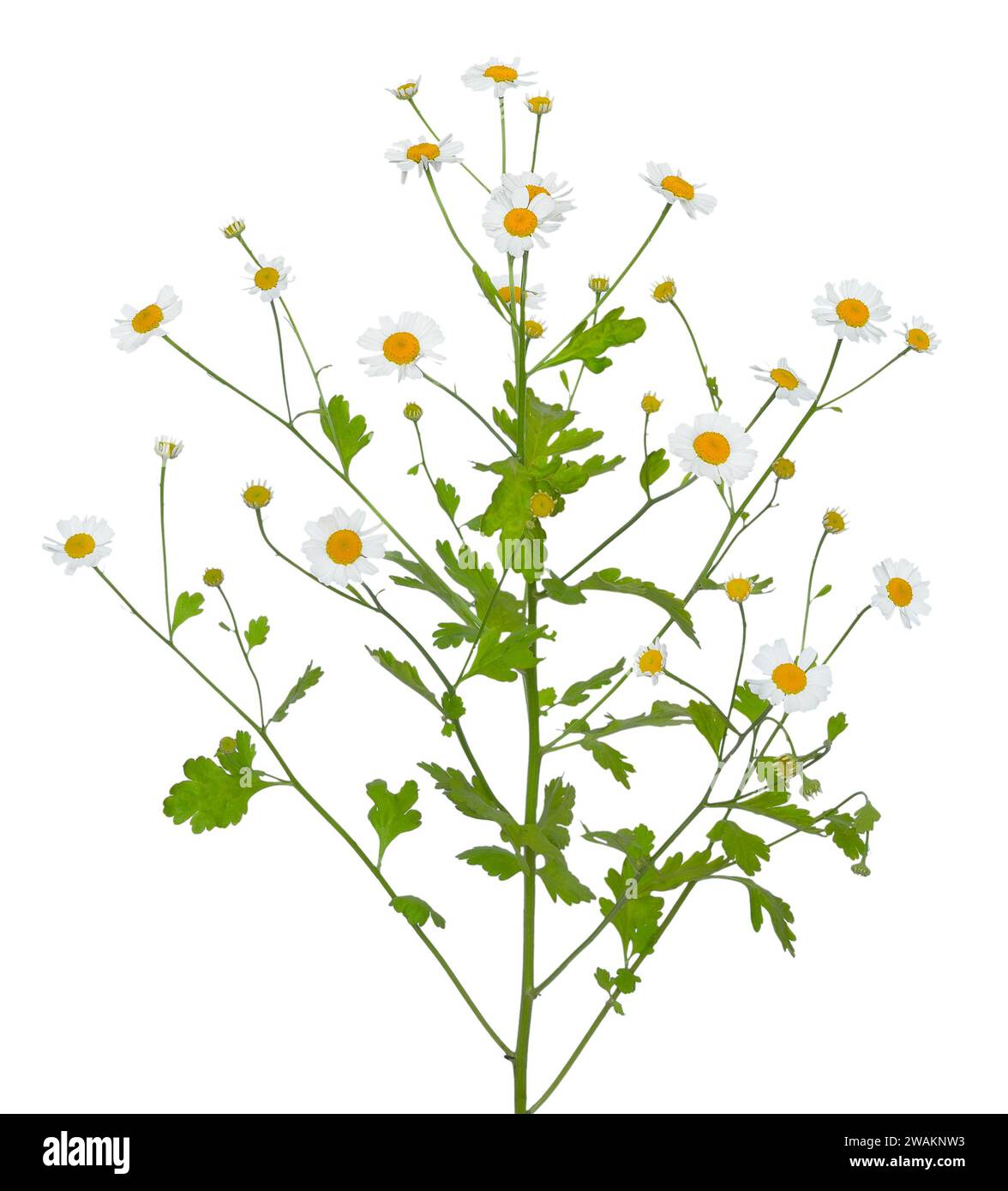 Tanacetum parthenium (feverfew) flowers isolated on white background Stock Photo