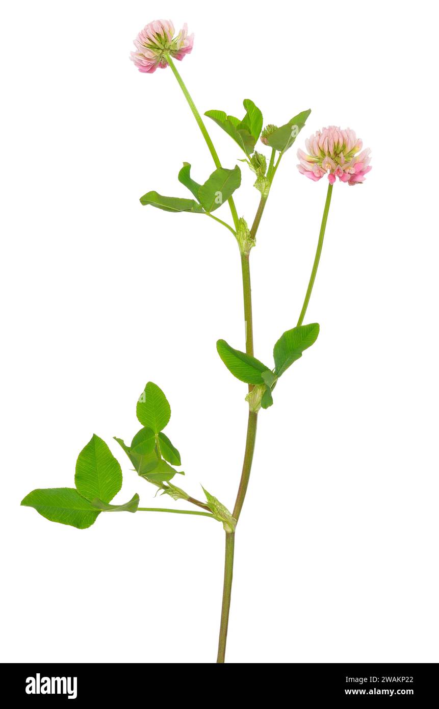 Trifolium hybridum flowers isolated on white background Stock Photo