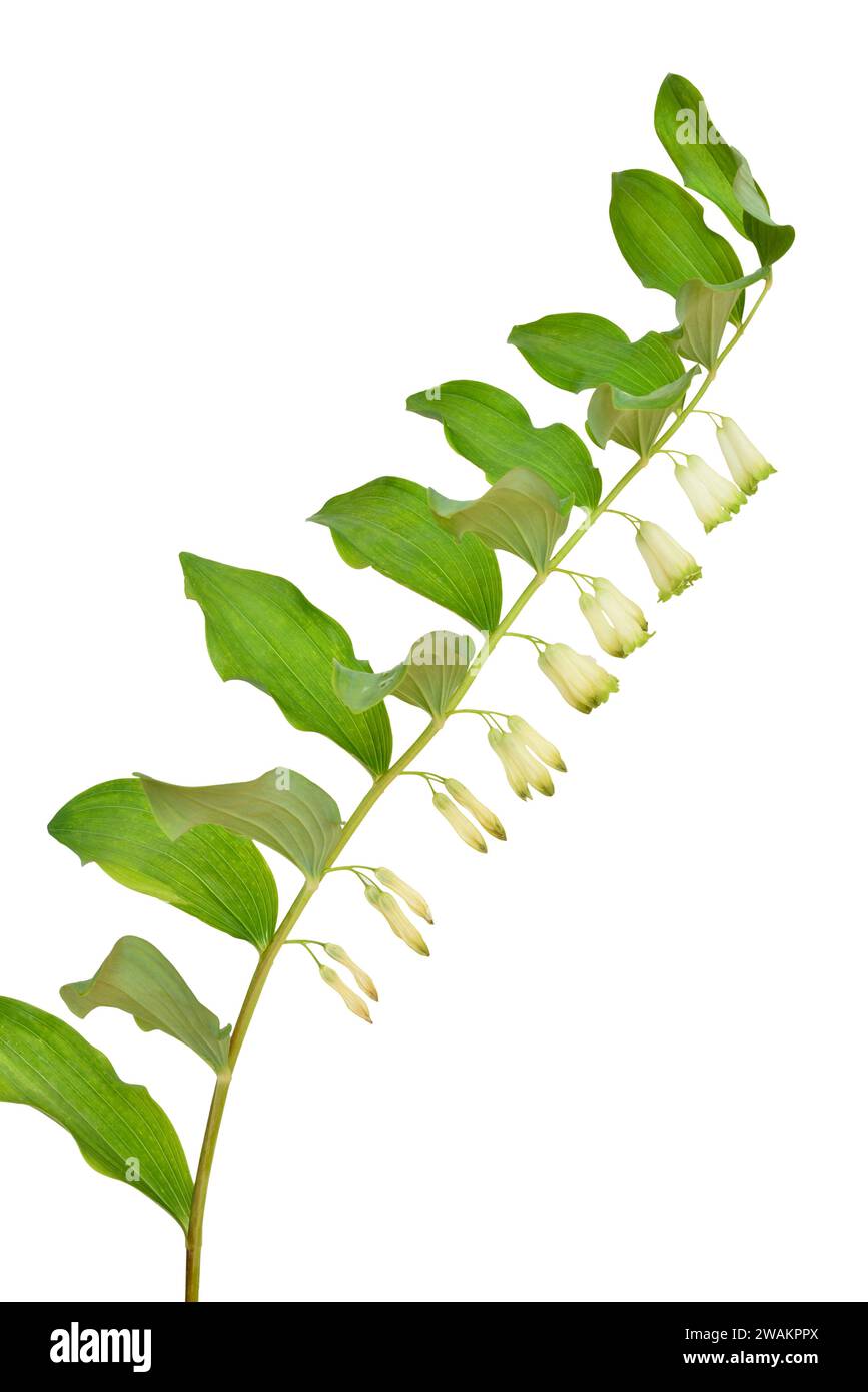 Polygonatum, Solomon's seal flower isolated on white background Stock ...