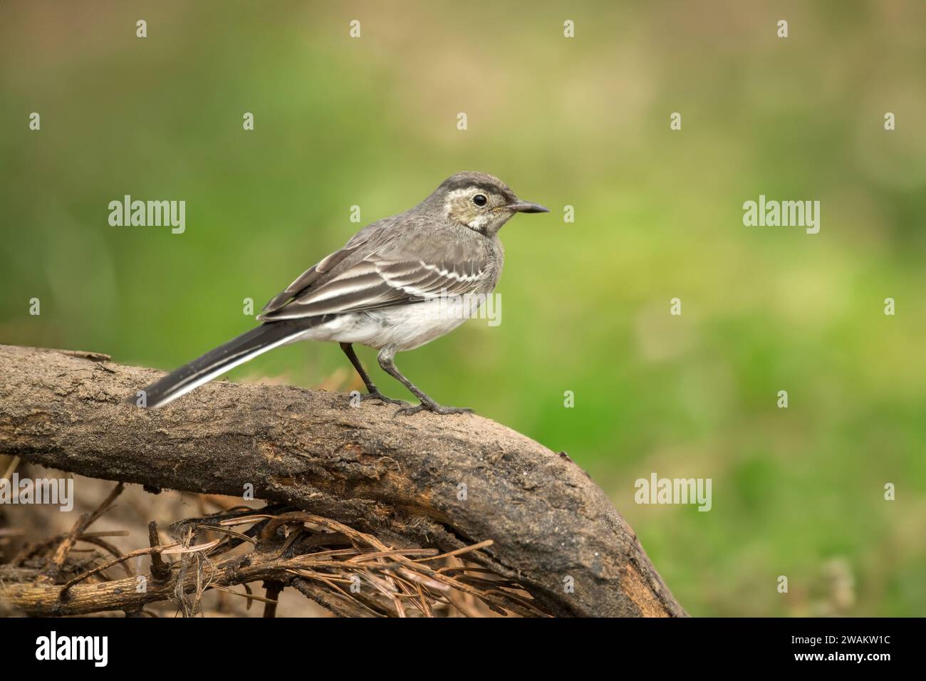 Pied wagtail young perched branch on a tree in a forest, in the uk, in summer Stock Photo