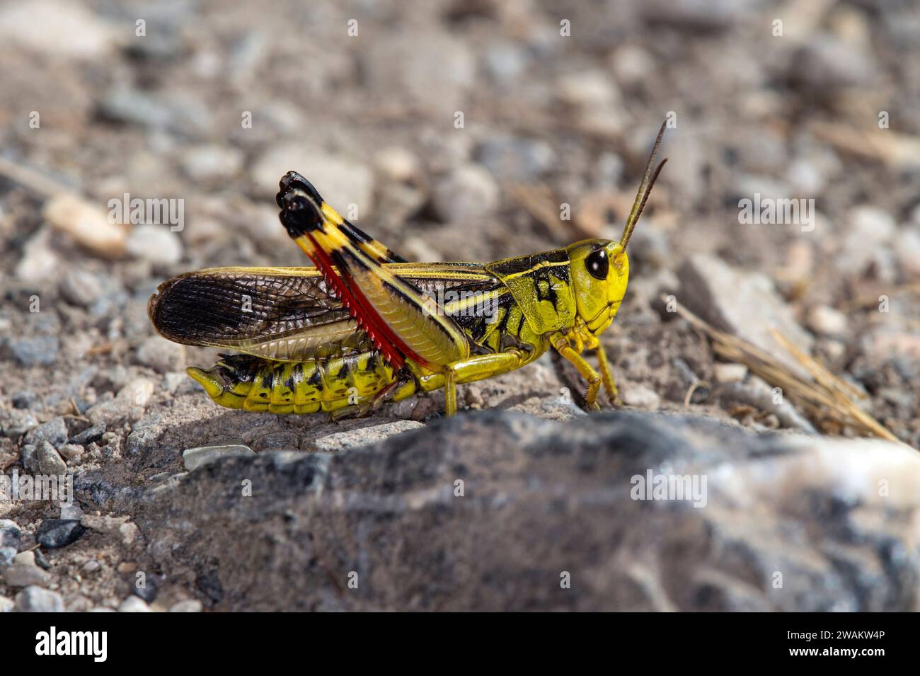 Large banded grasshopper (Arcyptera fusca), male,  a Short-horned grasshopper from the Acrididae family, Valais, Switzerland Stock Photo