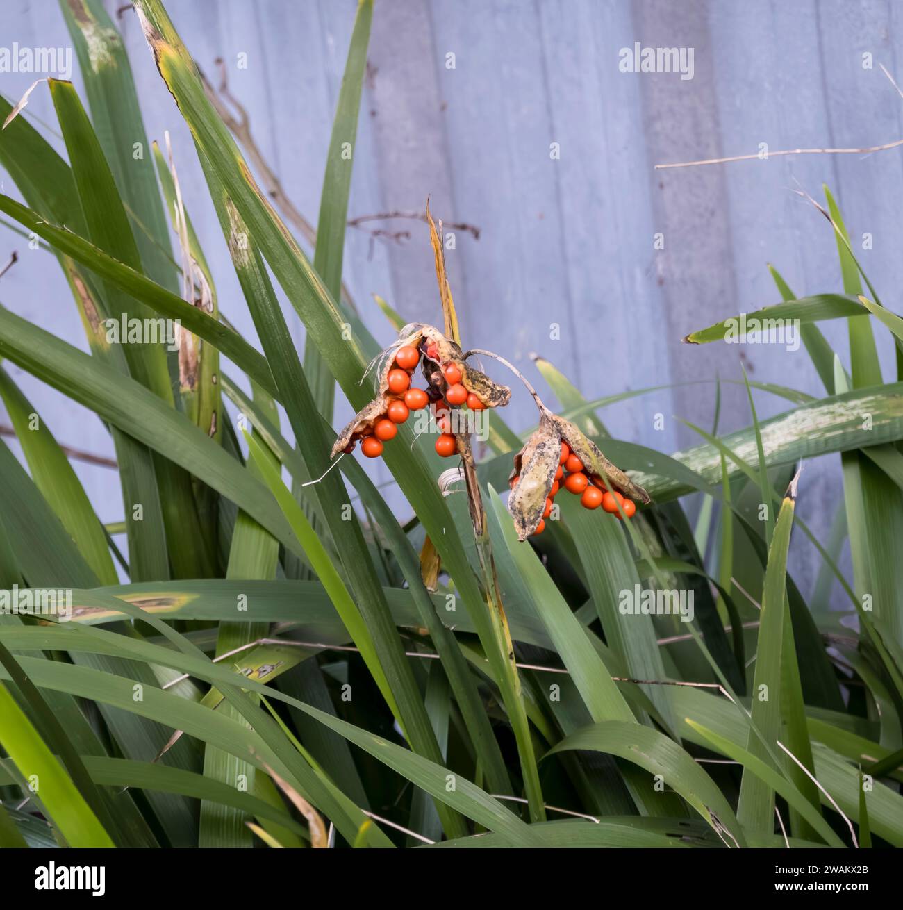 Stinking Iris seed pods with red seeds, Cherry Willingham, Lincolnshire