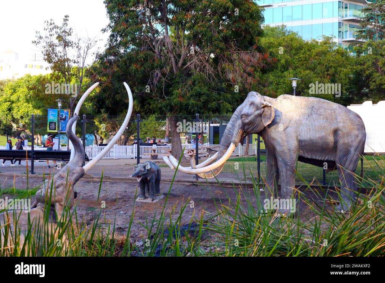 Los Angeles, California LA BREA TAR PITS and Museum, one of the world
