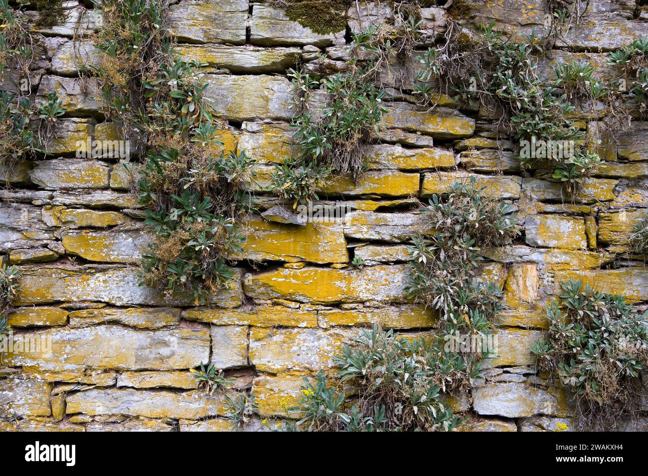 A partly covered dry stone fence of the Dalheim monastery, Kloster Dalheim, Lichtenau, North Rhine-Westphalia, Germany, Europe Stock Photo