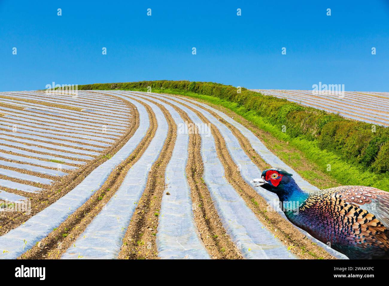 Pheasant Rearing Field A Ring Necked Pheasant, Phasianus colchicus and crop covered in rows of ...