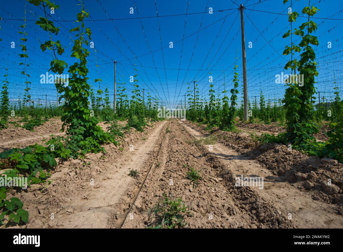 Hop (Humulus lupulus) cultivation, Saxony-Anhalt, Germany, Europe Stock Photo