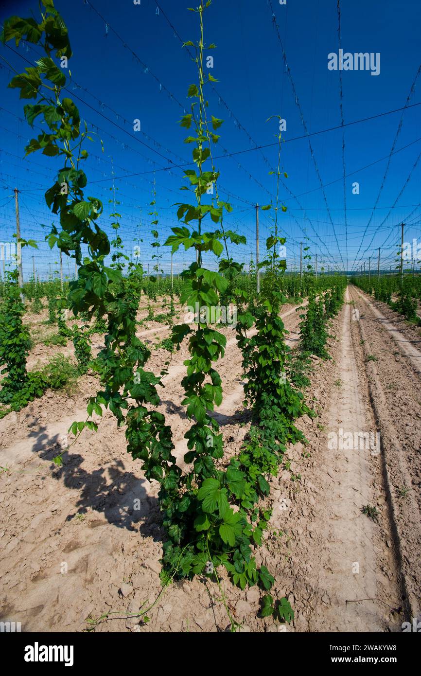 Hop (Humulus lupulus) cultivation, Saxony-Anhalt, Germany, Europe Stock Photo