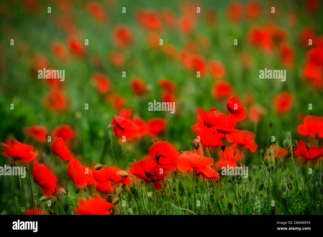 Europefield hi-res stock photography and images - Alamy