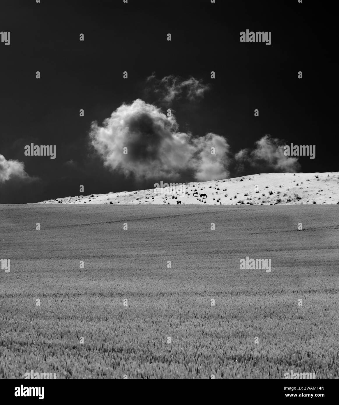 Mammal of europe Black and White Stock Photos & Images - Alamy