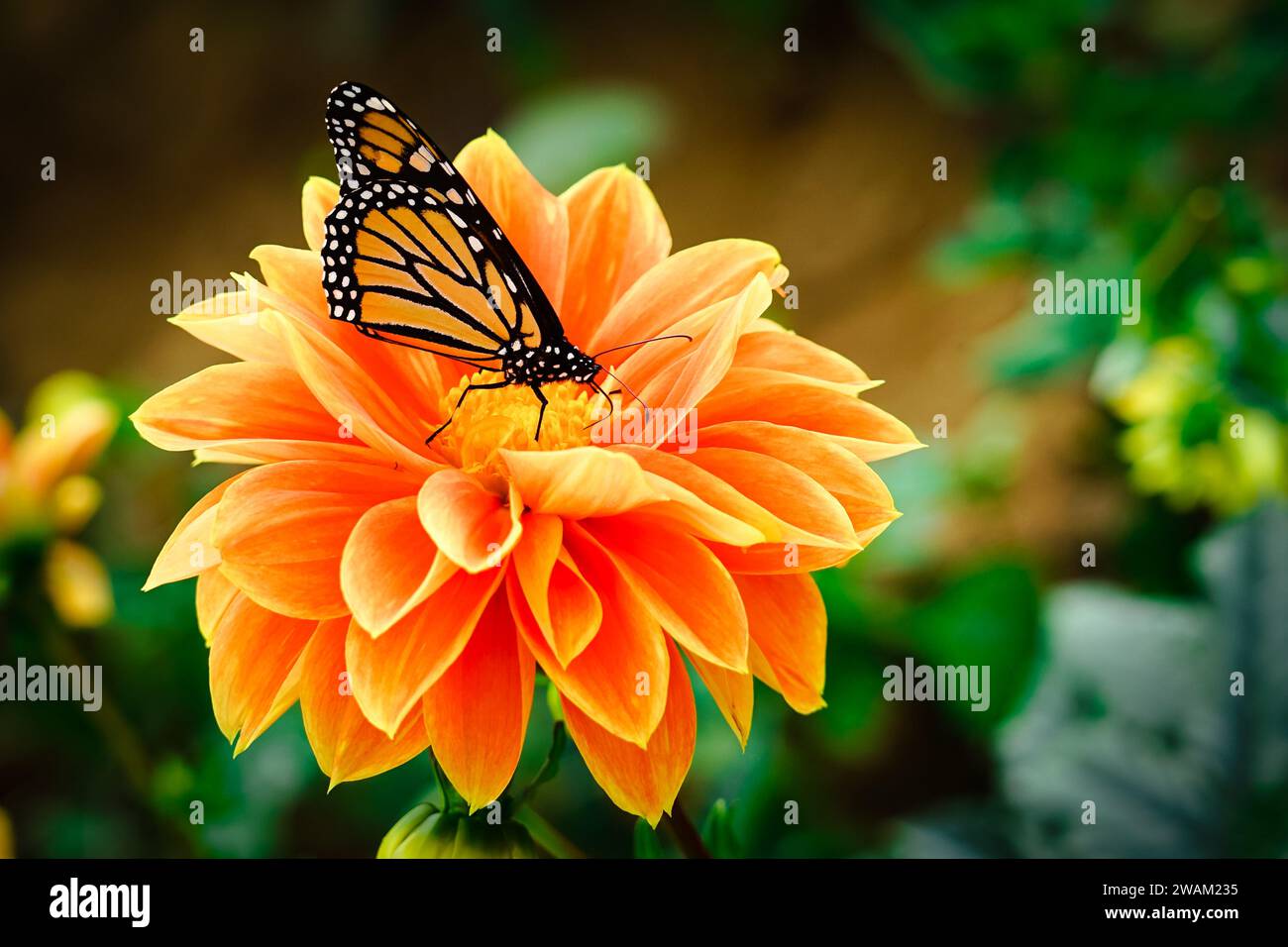 Colorful butterfly on an orange flower with green background Stock Photo