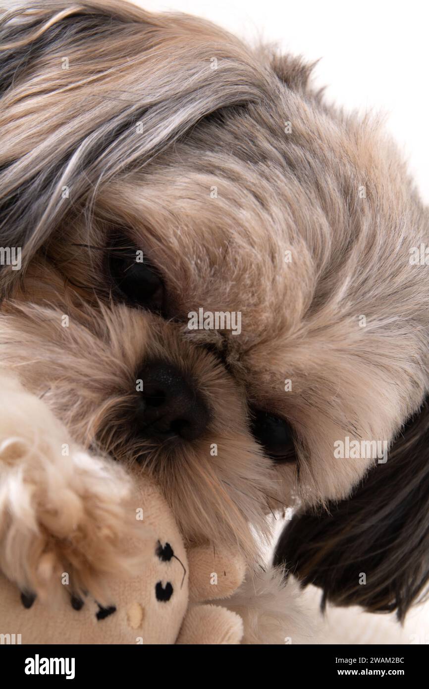 photography, bite, purebred dog, pet, dog's toy, portrait, looking, toy, small, close-up, resting, purebred, look, friendly Stock Photo