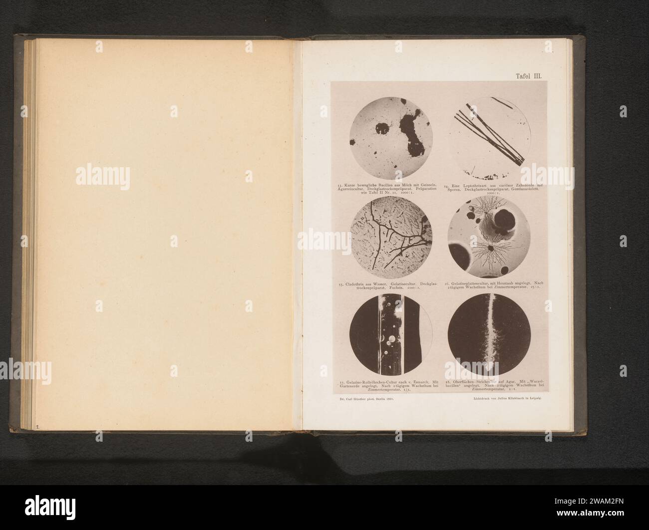 Six microscope recordings of bacteria, eubacteria and bacilli, Carl ...