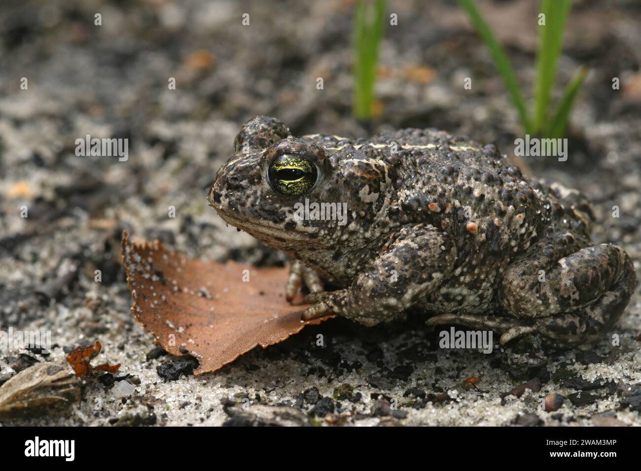 Closeup on a the rare and endangered European natterjack toad, Bufo calamita Stock Photo