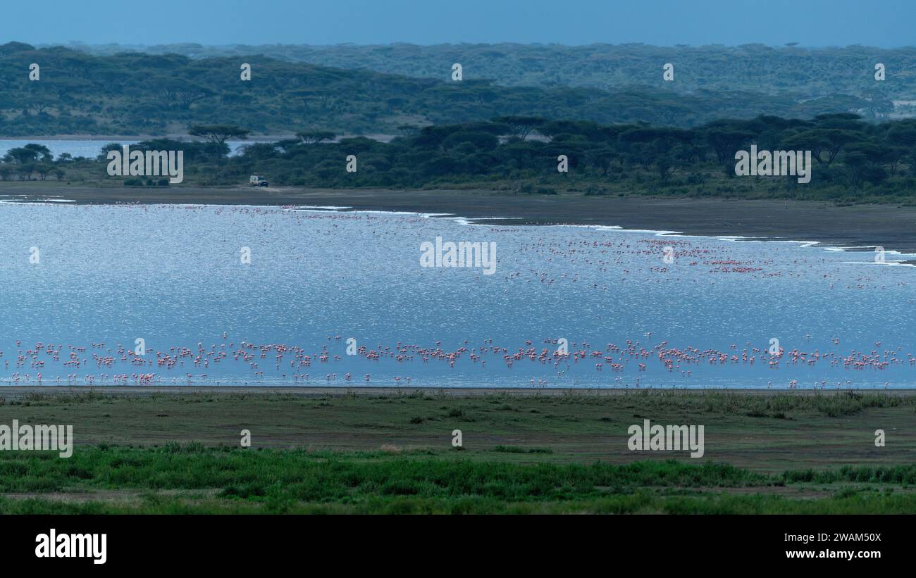 Habitat image of a mixed flock of greater and lesser flamingos foraging at the Lake Ndutu, Tanzania Stock Photo