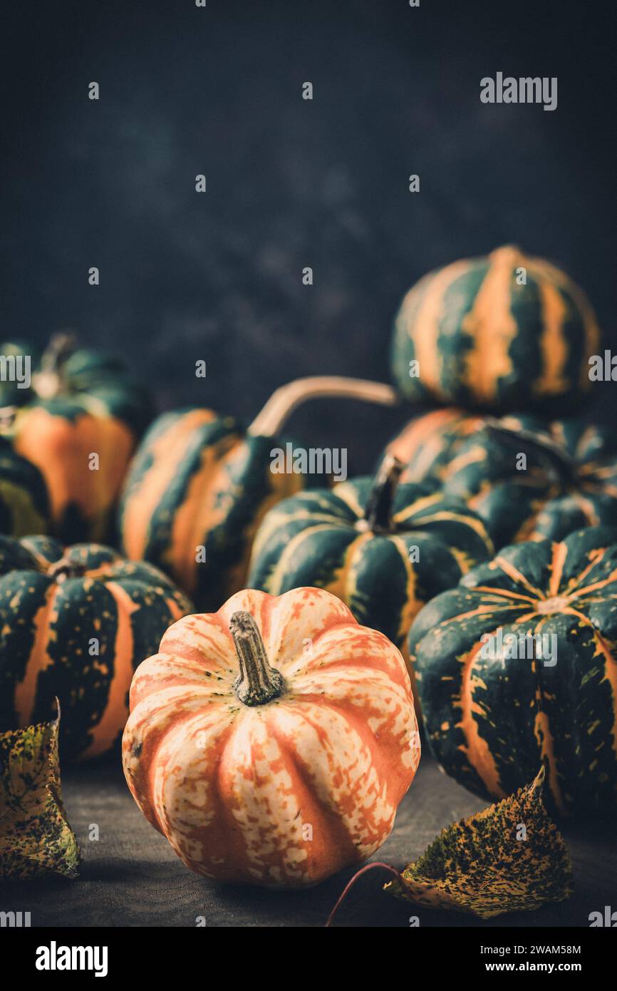 Various small pumpkins with a striped pattern on dark background, vertical with copy space Stock Photo