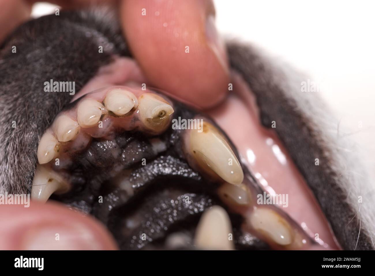 teeth of jack russell terrier dog. Broken tooth with exposed root canal and caries Stock Photo