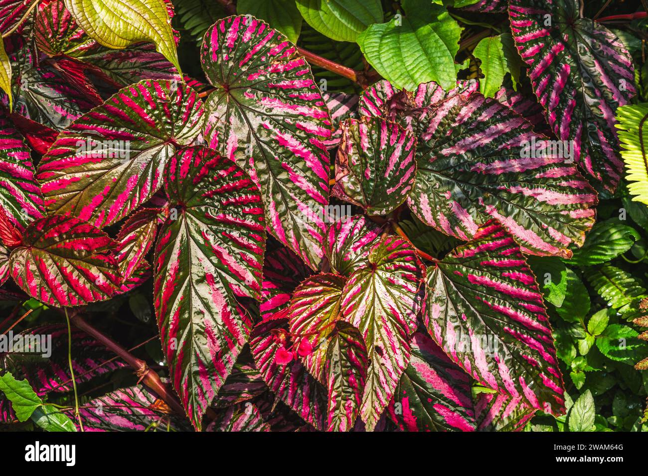 Caladium plant, a genus of flowering plants in the family Araceae. They ...